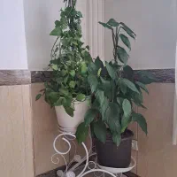 گل طبیعی|گل و گیاه طبیعی|بانه, |دیوار