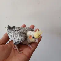 دوتا جوجه عروس سرلاکی نر سوپر تاج|پرنده|کوهدشت, |دیوار