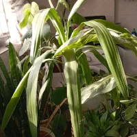 گل اپارتمانی|گل و گیاه طبیعی|پاکدشت, پاکدشت (مامازند)|دیوار