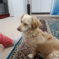 سگ پامر