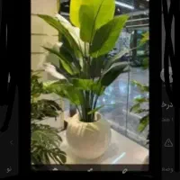 درختچه بیست برگ|گل مصنوعی|تهران, مشیریه|دیوار