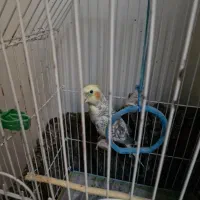 فروش عروس هلندی|پرنده|پاکدشت, پاکدشت (مامازند)|دیوار