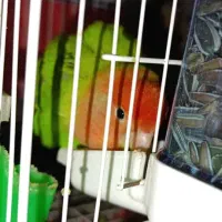 طوطی کوتوله