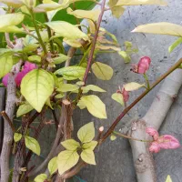 گل کاغذی سه متری