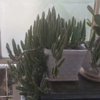 گل با گلدان پر گل|گل و گیاه طبیعی|شیراز, سایت اداری|دیوار