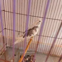 عروس هلندی .فنج نرگسی|پرنده|بندرعباس, |دیوار