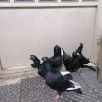 کفتر قره سوری واکسی|پرنده|یزد, |دیوار