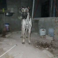 سگ سرابی ۲۰ ماه خالص