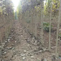 نهال صنوبر نیگرای ترکیه و انواع میوه در نهالستان