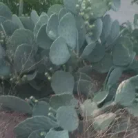 زمین-انفرادی-پرنیان