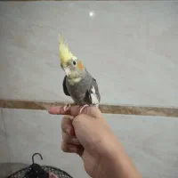 عروس هلندی نر دستی و رام سخنگو
