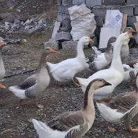 غاز اکراینی