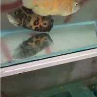 ماهی اسکار مولد|ماهی|تبریز, |دیوار