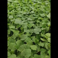 بهترین نهال آماده کاشت