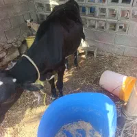 گوساله ماده فروشی