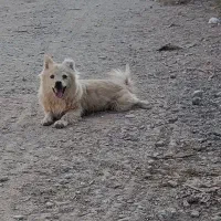 توله سگ پا کوتاه پامر|سگ|کرج, گلشهر|دیوار