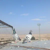 کفتر|پرنده|شیراز, برمشور علیا|دیوار