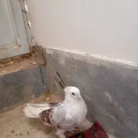 کفتر رنگی|پرنده|قم, گلزار|دیوار