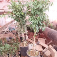 یوکا تنه دار قیمت مناسب|گل و گیاه طبیعی|قم, آزادگان|دیوار