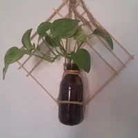 قاب باگل طبیعی