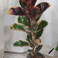 انواع گلهای موجوده