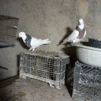 کفتر طوقی .سرور