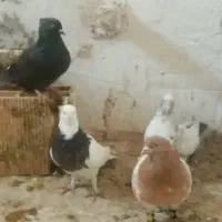 کبوتر|پرنده|سیدآباد, |دیوار