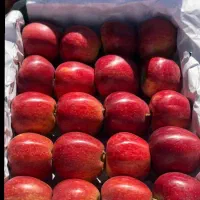 نیازمند نیروی زن برای کار بسته بندی|استخدام صنعتی، فنی، مهندسی|شیراز, سلطان آباد|دیوار