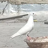 فروش کبوتر|پرنده|جهرم, |دیوار