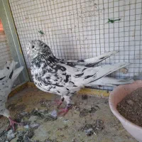 کفتر اصفهانی ترمی|پرنده|برخوار, |دیوار