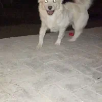 سگ میکس اشپیتز|سگ|قم, عمار یاسر|دیوار