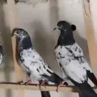 جوجه تیدی تیرماهی