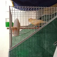 قناری ماده پرتقالی|پرنده|مشهد, فارغ التحصیلان|دیوار