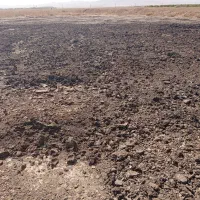 کود مرغی قفسی تخمگذار|خدمات باغبانی و درختکاری|خرمدره, |دیوار