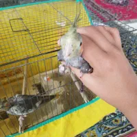 3عدد عروس هلندی سالم و سخنگو و رام همراه باوسایل|پرنده|کوچصفهان, |دیوار