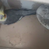 جفت عروس خوش ذات|پرنده|یزد, |دیوار