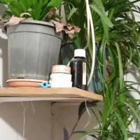 گل آپارتمان|گل و گیاه طبیعی|گلبهار, شهر جدید گلبهار|دیوار