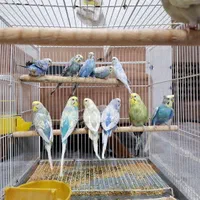 رینبو اسپانگل|پرنده|شیراز, زند|دیوار