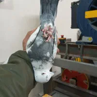 کفتر المانی یا رنگی خوب|پرنده|ورامین, خیر آباد|دیوار