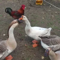 قوغاز|حیوانات مزرعه|فومن, |دیوار