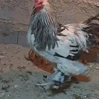 برهما|حیوانات مزرعه|سیستان, |دیوار