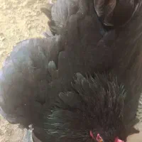 مرغکرچ