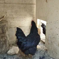 چند تا مرغ مشکی و گلین و سلطان