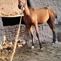 کره مادیان