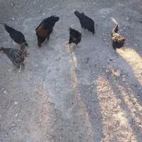 ۱۲عدد مرغ محلی سیاه|حیوانات مزرعه|رحمت‌آباد, |دیوار