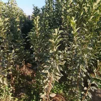 نهالستان حسن زاده شاهنامه شروع قیمت از30هزار تومان|خدمات باغبانی و درختکاری|مشهد, شمس آباد|دیوار