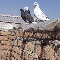 کبوتر شازده سیاه  نر،درجه یک|پرنده|گلپایگان, |دیوار