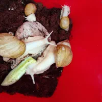 حلزون آچاتینا