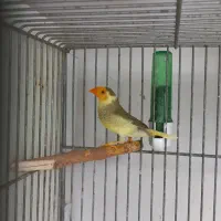 فنچ ستاره ای|پرنده|تهران, تقی آباد|دیوار