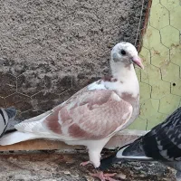 گم شده